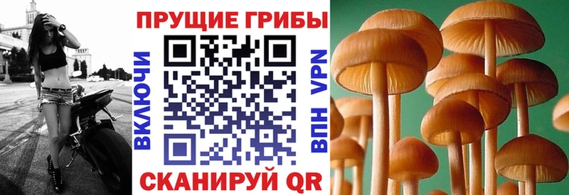 Галлюциногенные грибы Psilocybine cubensis  Туапсе 